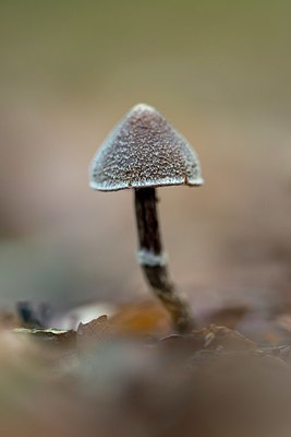BUITEN BEELD Foto: 358939
