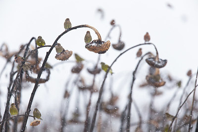BUITEN BEELD Foto: 358963