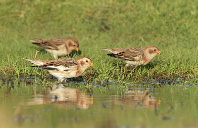 BUITEN BEELD Foto: 358980