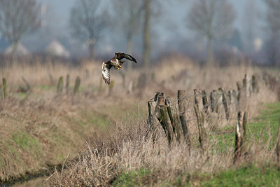 BUITEN BEELD Foto: 358989