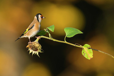 BUITEN BEELD Foto: 358994