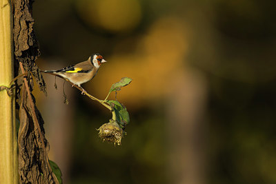 BUITEN BEELD Foto: 358995