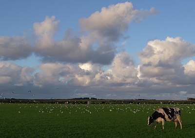 BUITEN BEELD Foto: 35009