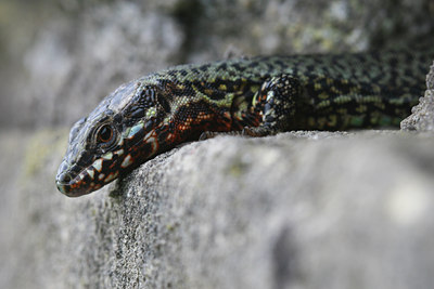 BUITEN BEELD Foto: 35042