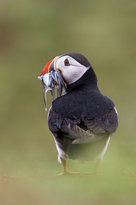 BUITEN BEELD Foto: 35049