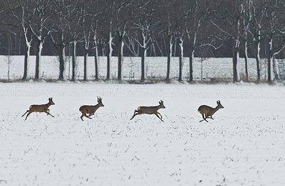 BUITEN BEELD Foto: 35068