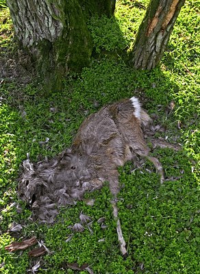 BUITEN BEELD Foto: 35090