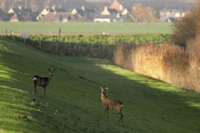 BUITEN BEELD Foto: 35104