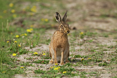 BUITEN BEELD Foto: 35114