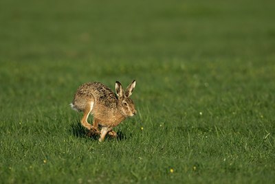 BUITEN BEELD Foto: 35115