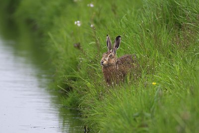BUITEN BEELD Foto: 35118
