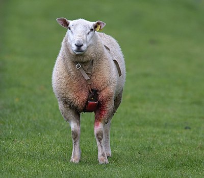 BUITEN BEELD Foto: 35129
