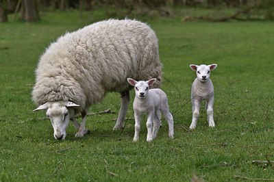 BUITEN BEELD Foto: 35132