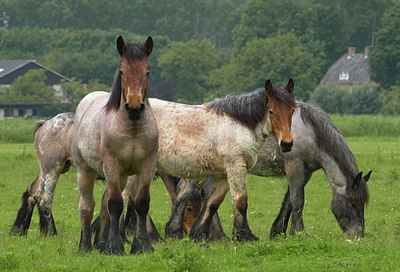 BUITEN BEELD Foto: 35136