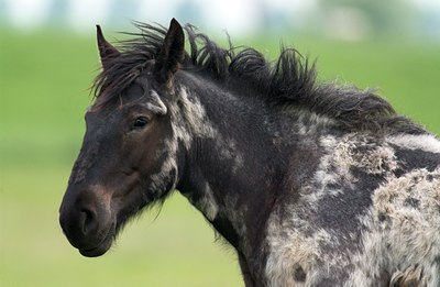 BUITEN BEELD Foto: 35139