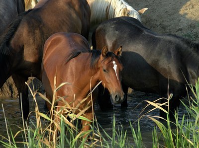 BUITEN BEELD Foto: 35140