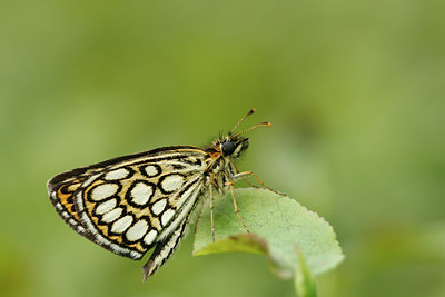 BUITEN BEELD Foto: 35157