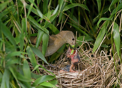 BUITEN BEELD Foto: 35158
