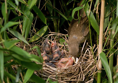 BUITEN BEELD Foto: 35160