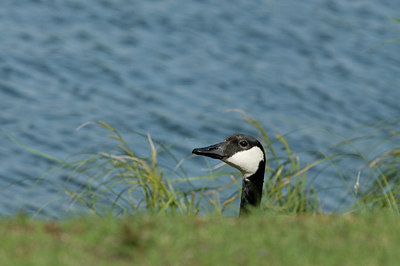 BUITEN BEELD Foto: 35181
