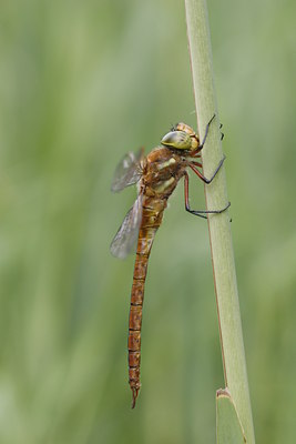 BUITEN BEELD Foto: 35193