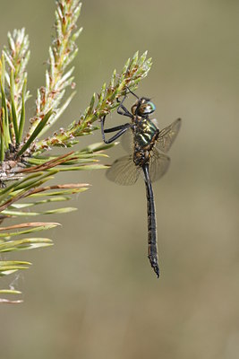 BUITEN BEELD Foto: 35195