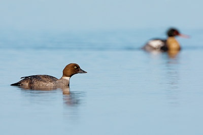 BUITEN BEELD Foto: 35229