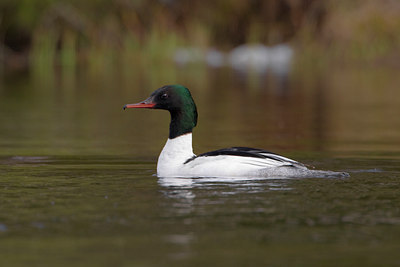 BUITEN BEELD Foto: 35239