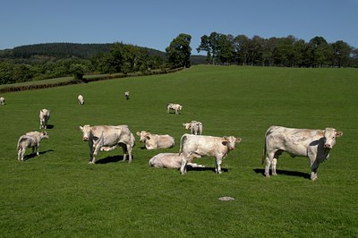 BUITEN BEELD Foto: 35258