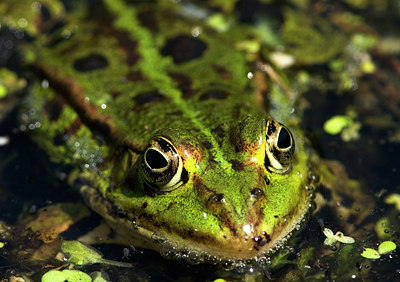 BUITEN BEELD Foto: 35266