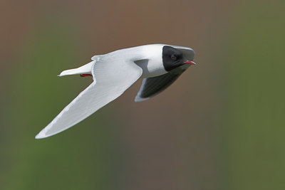 BUITEN BEELD Foto: 35279