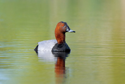 BUITEN BEELD Foto: 35288