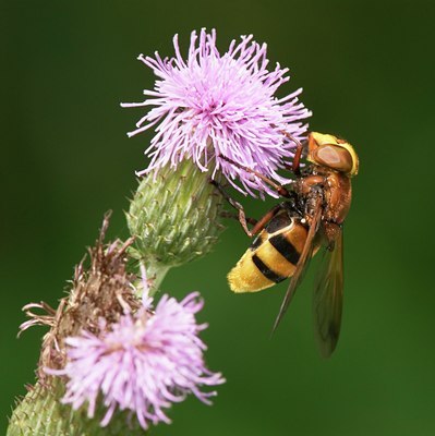BUITEN BEELD Foto: 35301