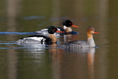 BUITEN BEELD Foto: 35305