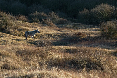 BUITEN BEELD Foto: 35327