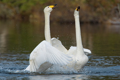 BUITEN BEELD Foto: 35441