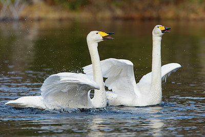 BUITEN BEELD Foto: 35445