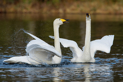 BUITEN BEELD Foto: 35447