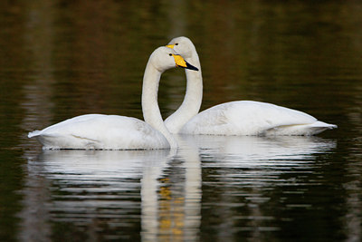 BUITEN BEELD Foto: 35449