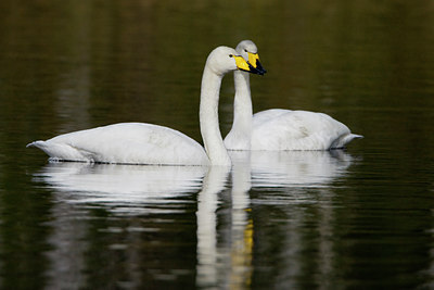 BUITEN BEELD Foto: 35453