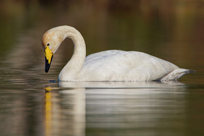 BUITEN BEELD Foto: 35458