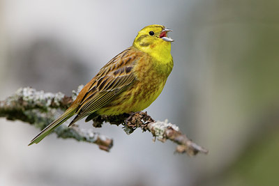 BUITEN BEELD Foto: 35469