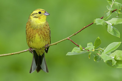 BUITEN BEELD Foto: 35470