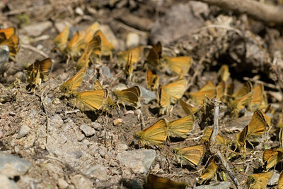 BUITEN BEELD Foto: 35474
