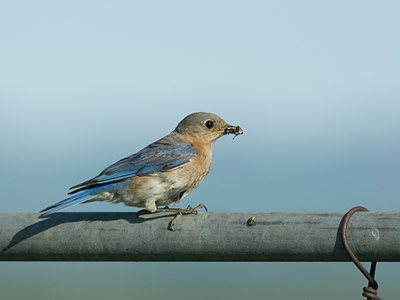 BUITEN BEELD Foto: 35480