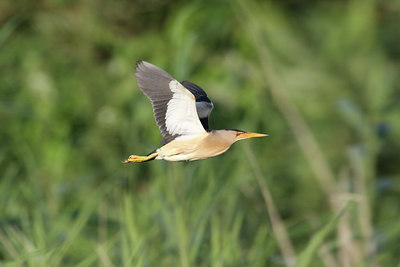 BUITEN BEELD Foto: 35485