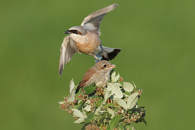 BUITEN BEELD Foto: 35490