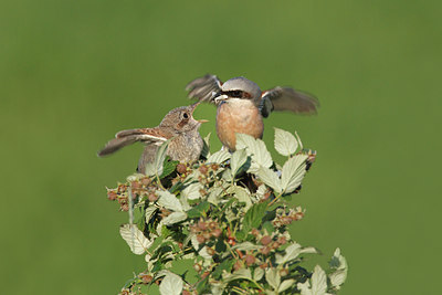 BUITEN BEELD Foto: 35491