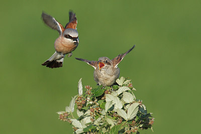 BUITEN BEELD Foto: 35492