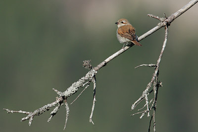 BUITEN BEELD Foto: 35494